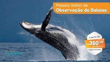 - Passeio Safari de Observação de Baleias Jubarte